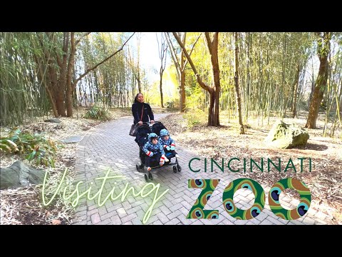 🦛 Hippo Fiona in Cincinnati Zoo, and more animals like🦁 🦓 🦩 🙉 🦔 🦒 🐈 🐺 🦆🐘 🐍 🚂 🐸 🦌🐧🕊️