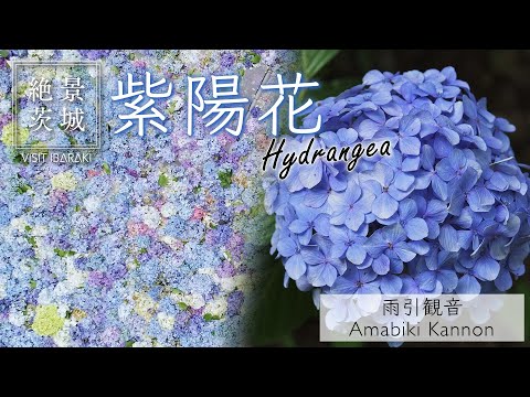【絶景茨城】紫陽花 雨引観音 ｜VISIT IBARAKI,JAPAN