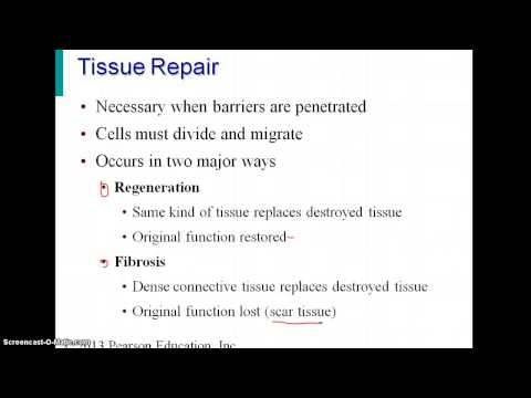 Chapter 4 Tissues Part 3