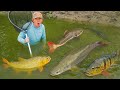 Rescuing MONSTER Aquarium Fish From ABANDONED POND