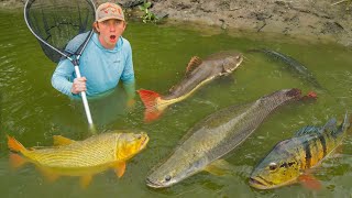 Rescuing MONSTER Aquarium Fish From ABANDONED POND!