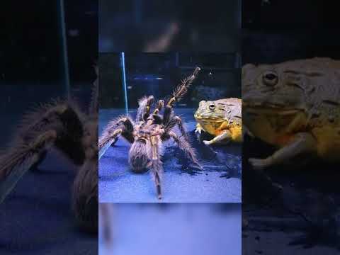 African Bullfrog vs Spider Tarantula #shorts
