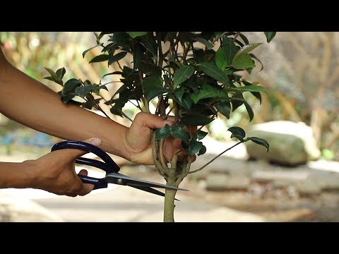 山茶花的寓意