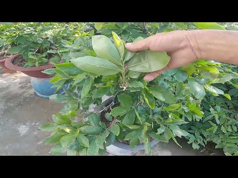 Bón Phân 15.5.25 + Hữu Cơ Tháng 8 Âm Lịch