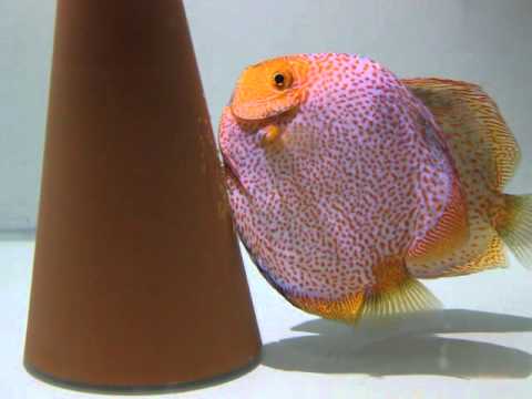 Discus fish laying egg