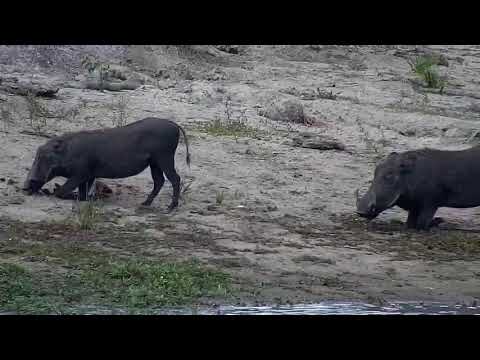 Djuma: Nyalas, Impalas, Waterbucks, Warthogs, Parrots and Wildebeests - 13:53 - 03/06/2022