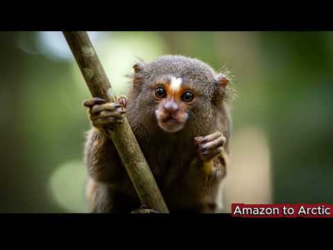 Exploring Amazon Rainforest Wildlife – Incredible Animals of the Jungle in 4K