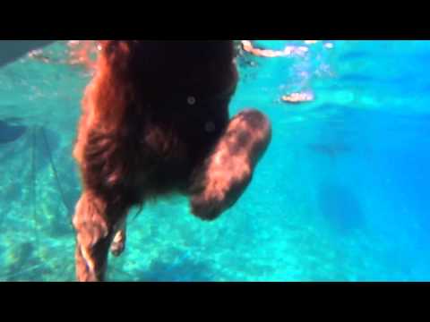 Arix, our Croatian Sea Shark, did You see him in action?