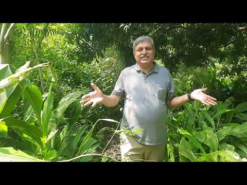 Black turmeric finger