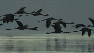 CLUB FLAMINGO - NObody