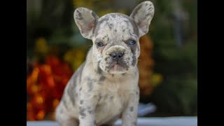 Video preview image #1 French Bulldog Puppy For Sale in EAST EARL, PA, USA