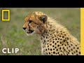 Animal Showdown Cheetah Vs Zebra Family National Geographic