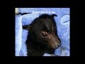 Rescue Bat Megabat Flying Fox Fruit Bat Hit By A Car