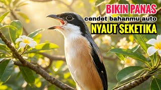 Download lagu toet toet suara cendet gacor PAGI SIANG SORE sangat efektif buat Pancingan cendet diam agr cpt bunyi mp3 Download lagu toet toet suara cendet gacor PAGI SIANG SORE sangat efektif buat Pancingan cendet diam agr cpt bunyi mp3