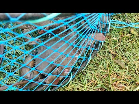 survival video,crab trap making & catching crab🦀 amazing catching #song #status #mud crab #fish