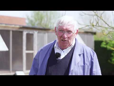 Le pigeon Belge Constateur: Wilfried Vandemaele