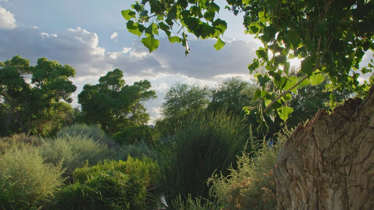 Sweetwater Wetlands