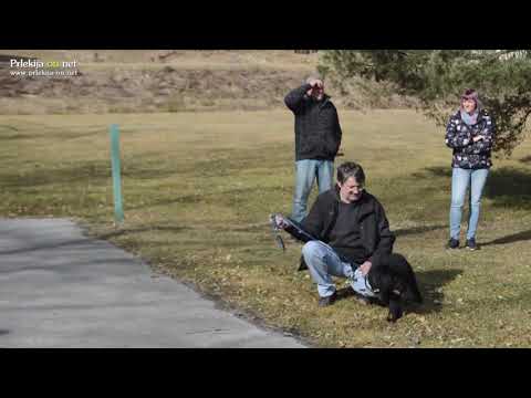 Spomladanski tečaj šolanja psov ŠKD Ljutomer - Križevci