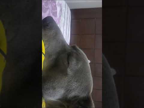 #cobi the dog chanting sukhmani sahib path