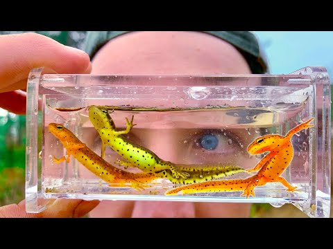Making Mini Salamander Aquariums!