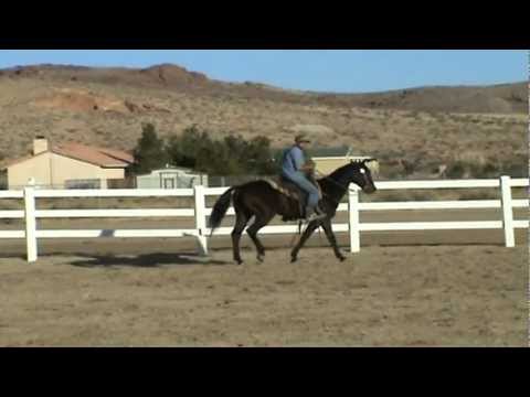 For Sale - 11yo Quarter Horse Gelding