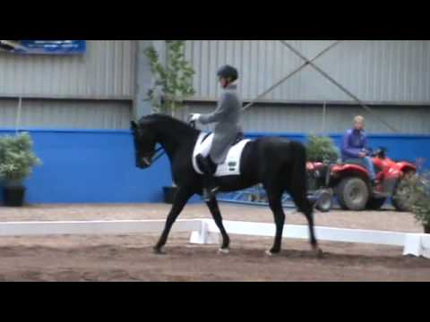 Kennedy WE imp German Riding Pony Stallion