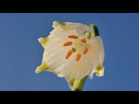 Schneeglöckchen und Märzenbecher