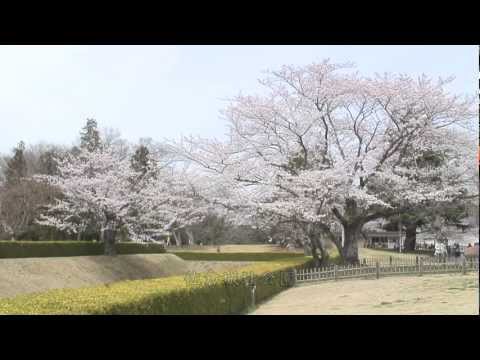 佐倉城址のさくら（2012/4/10）佐倉市