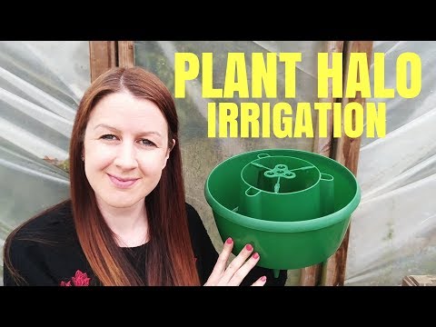 Tomato Plant Halos (How To Use)