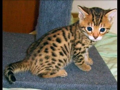 Animal planet  :  Cats 101 ~ Bengal