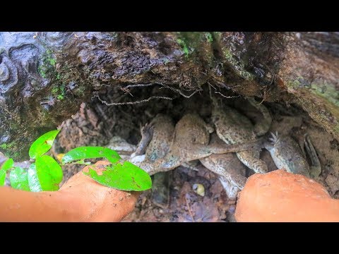 Catch and Cook Frogs Recipe - Fried Yummy Frogs in the Forest