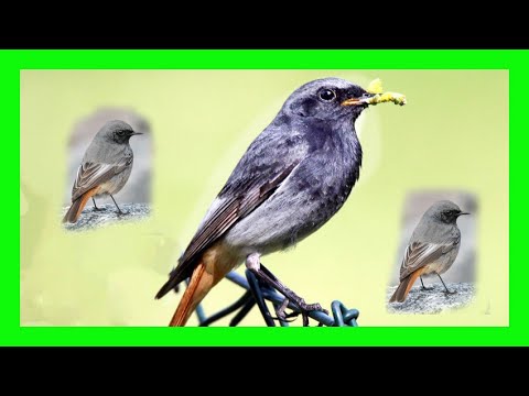 Žltochvost domový — chrapľavý spev