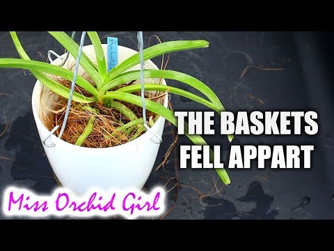 Vanda Orchids in (NOT) semi hydroponics