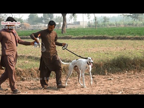 Dog track race Round Final Chok jabo k gogera okara 23 Nov 2025