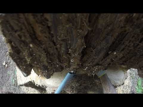 Husqvarna 572XP In Redwood Country