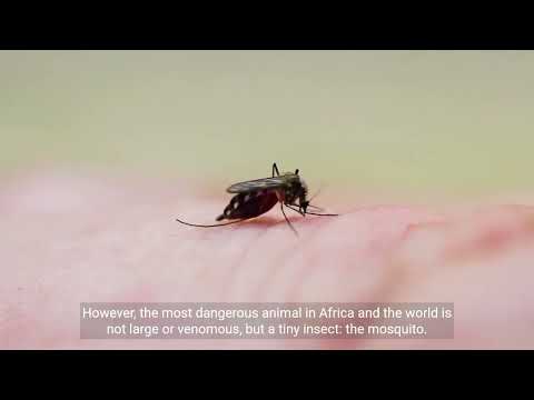 African Wildlife  the Most Dangerous Animals KwaZulu Natal