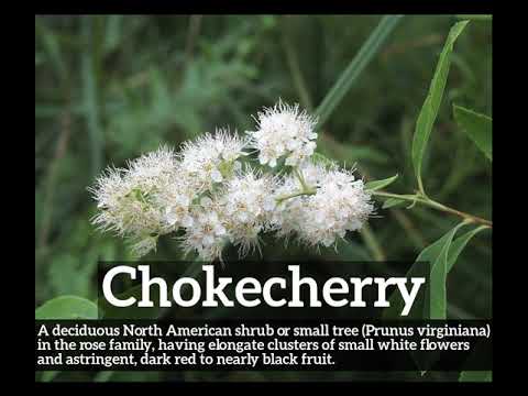 What is Chokecherry? | How to Say Chokecherry in English? | How Does Chokecherry Look?