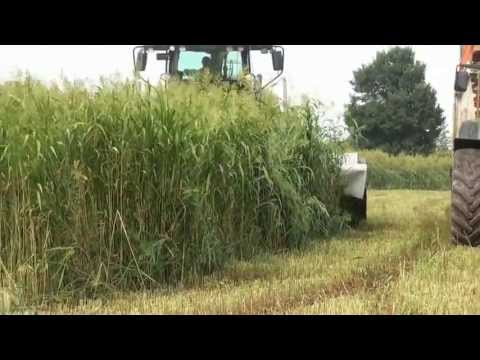 DOMAI MPD 611 CLAAS 960 SORGO (2)