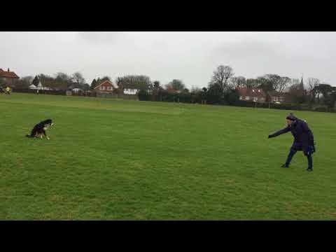 Enve Canine Services video.