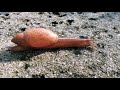 Coastal Kingdom at Home: Rosy Wolf Snail