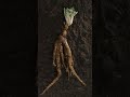 Mandrake | Mythological Creature