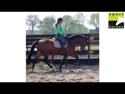 Diarado’s Boy x Calvador (Contender)