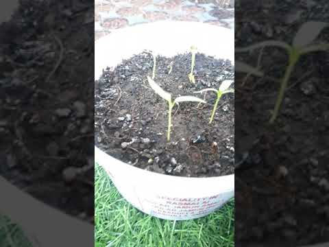 # kitchen garden # happy # healthy #  natural # stressfree