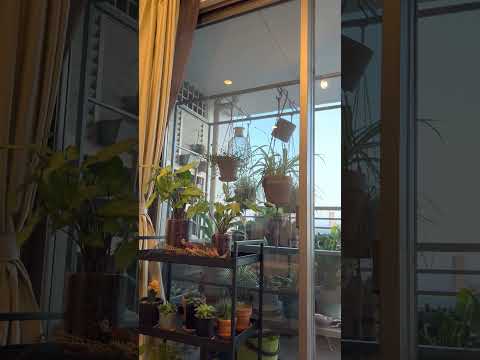 植物、装飾、バルコニーの露出に応じたレイアウト - 30 の斬新なアイデア  庭園