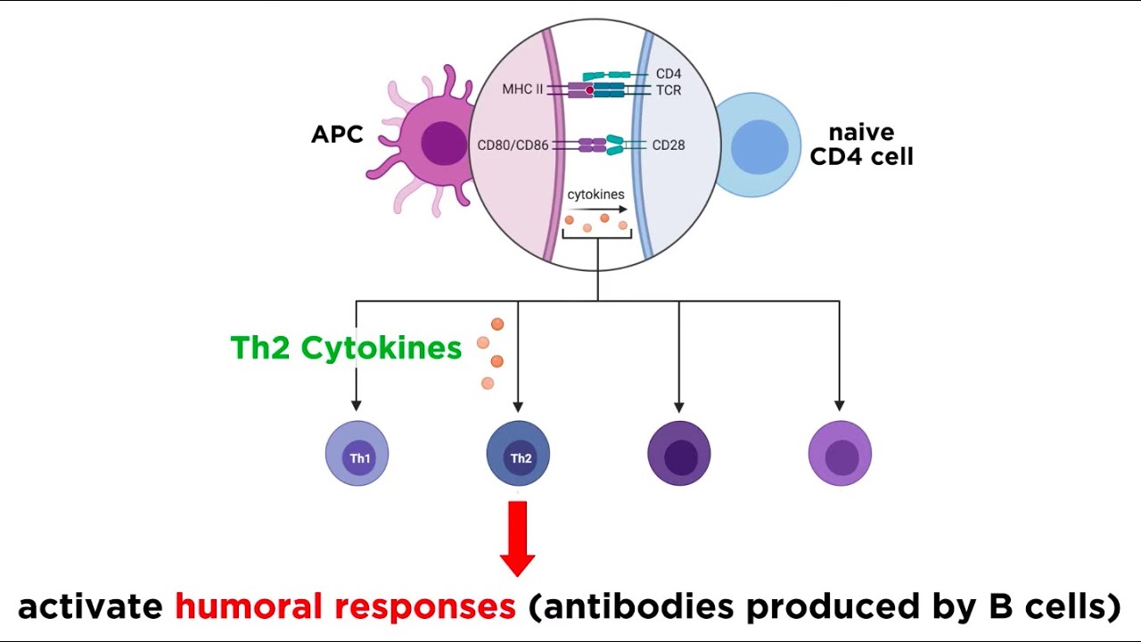Cytokines and Chemokines