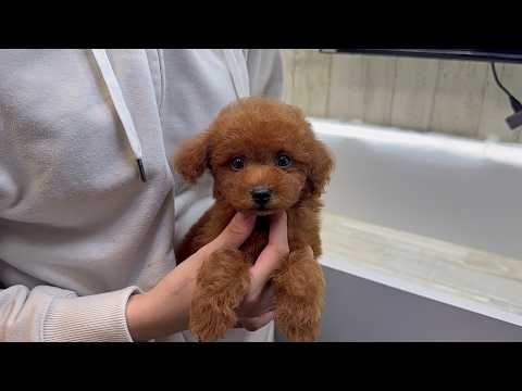 YouTube動画のサムネイル