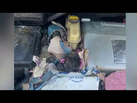 Philadelphia appoints rat abatement manager to combat rats