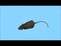 JEUX DE CHAT - Attraper des souris - chat attrape un collier