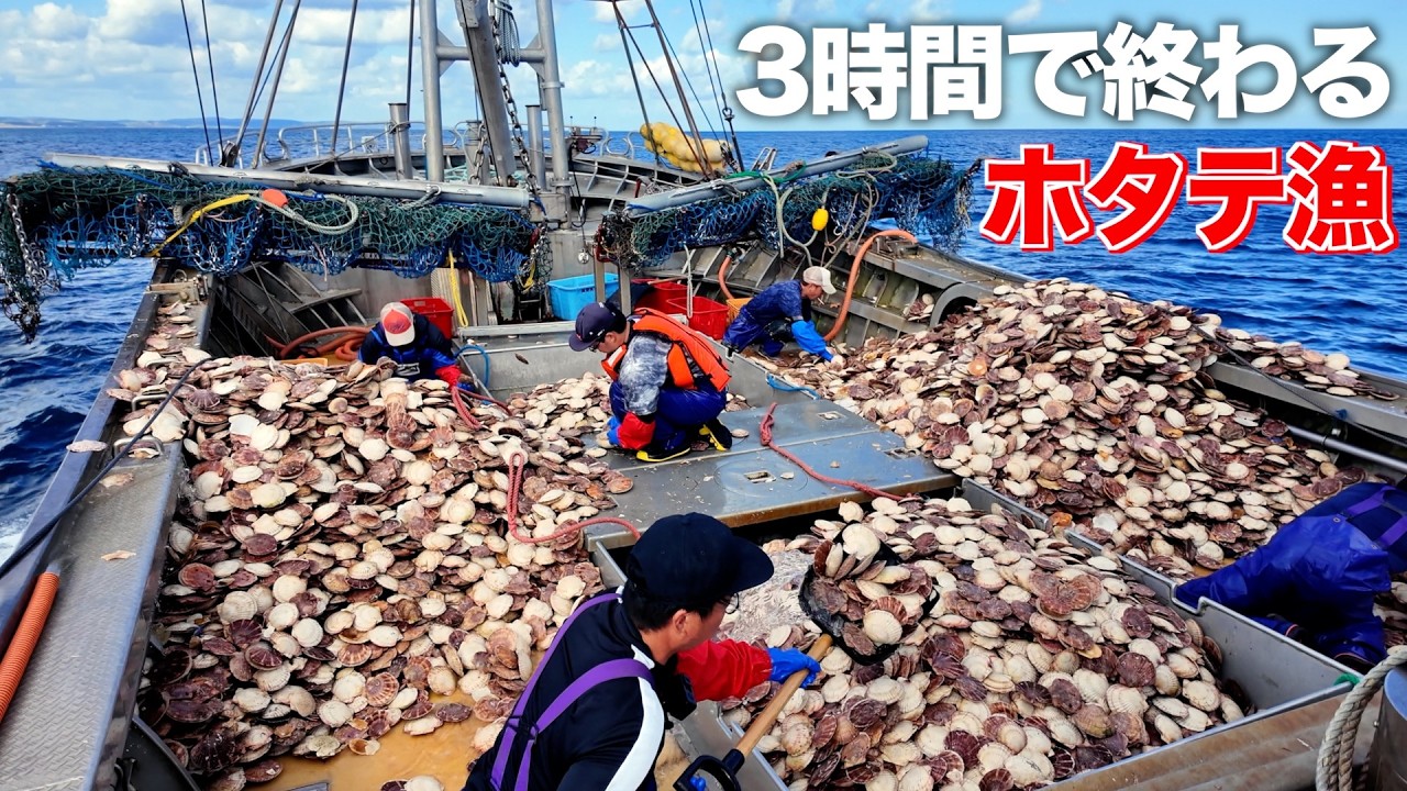 【15トン】船を埋め尽くすホタテを3時間で!?｜北海道 猿払村｜