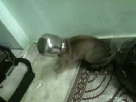 crazzy cat  SR NAGAR HYD BY MADHU AND RAJA